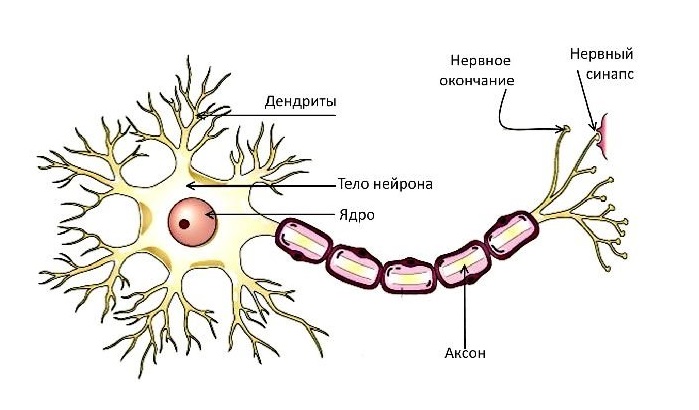 Рис. 3 Строение нейрона