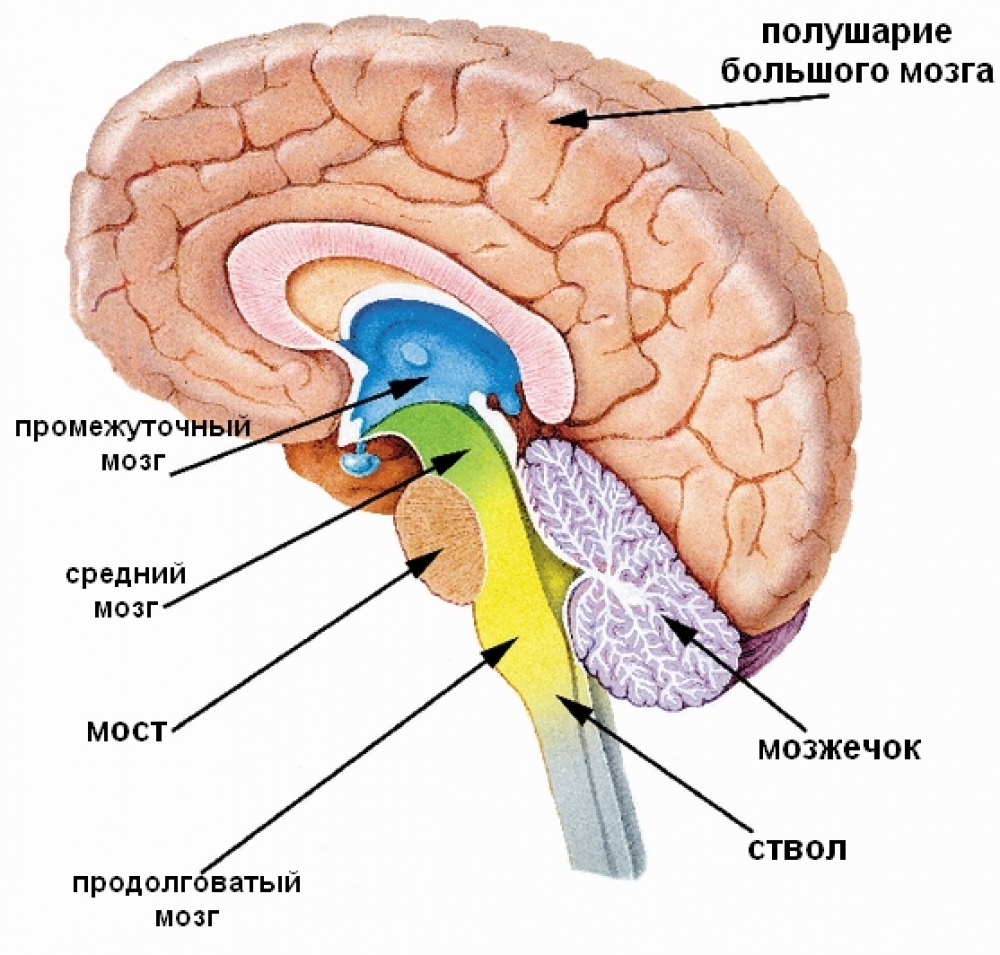 Рис. 4 Схема строения головного мозга